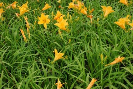  Daglelie (Hemerocallis 'Aten')