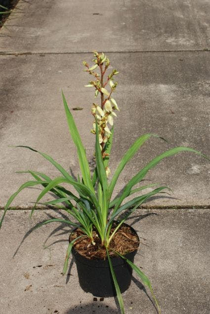  Palmlelie (Yucca Filamentosa)