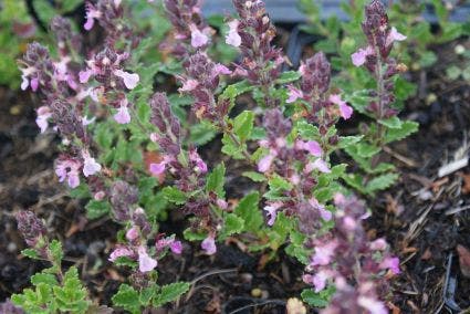  Gamander (Teucrium Chamaedrys 'Nanum')