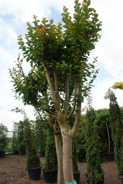  Roze Lagerstroemia Als Boom (Lagerstroemia Indica)