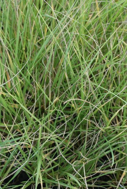  Zwenkgras (Festuca Mairei)