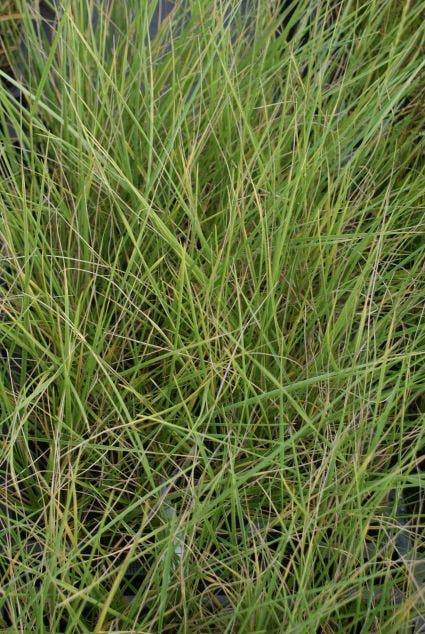  Zwenkgras (Festuca Mairei)