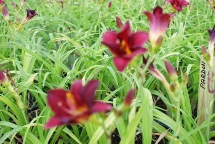  Daglelie (Hemerocallis 'Pardon Me')