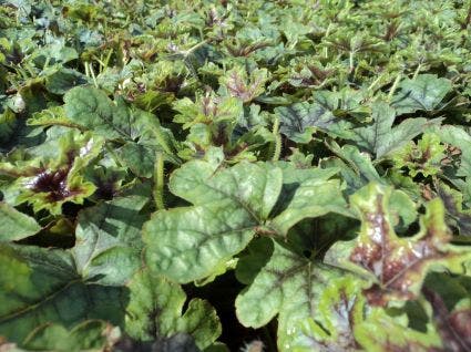  Purperklokje (Heucherella 'Tapestry')