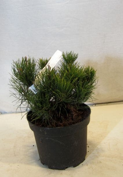  Bergden (Pinus Mugo Mughus)