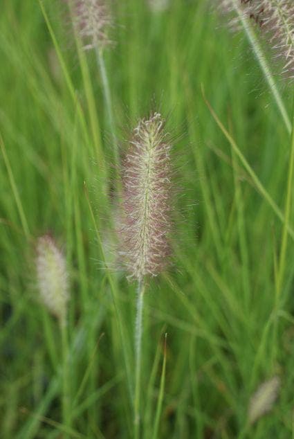  Lampepoetsersgras (Pennisetum Alopecuroides 'Reborn')