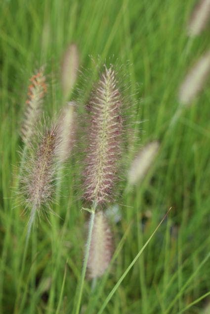  Lampepoetsersgras (Pennisetum Alopecuroides 'Reborn')