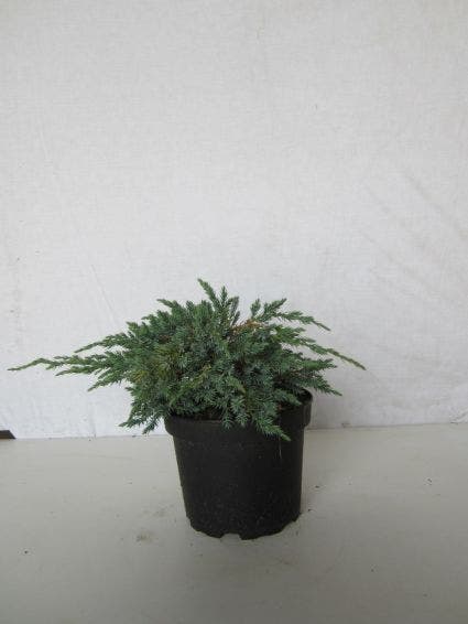  Jeneverbes (Juniperus Squamata 'Blue Carpet')