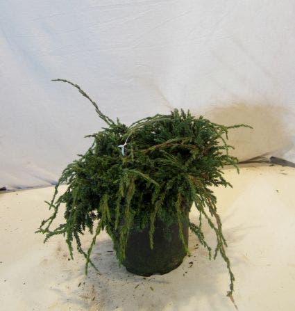  Jeneverbes (Juniperus Squamata 'Blue Carpet')