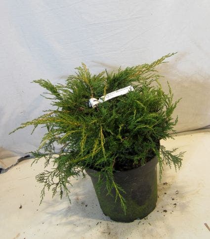  Jeneverbes (Juniperus Media 'Pfitzeriana Aurea')