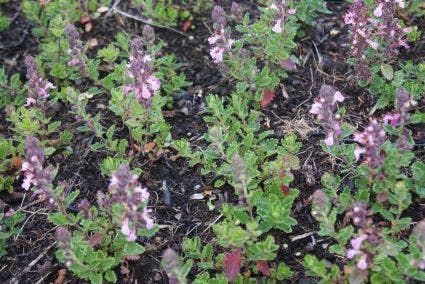  Gamander (Teucrium Chamaedrys 'Nanum')