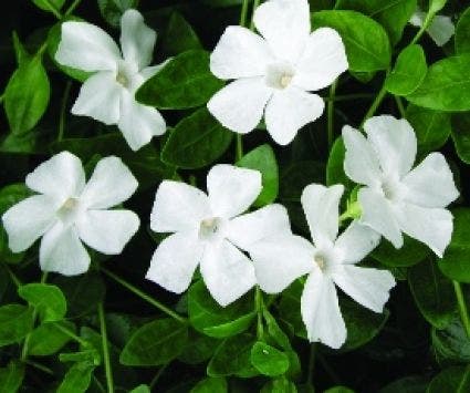  Maagdenpalm (Vinca Minor 'Alba')