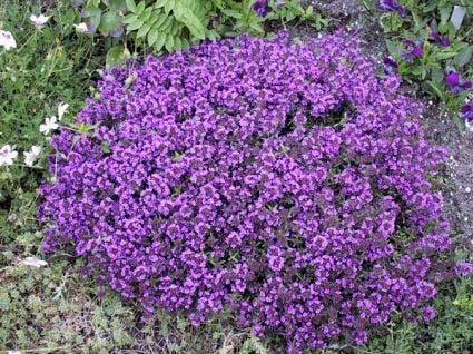  Tijm (Thymus Praecox 'Purple Beauty')