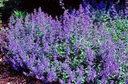  Kattenkruid (Nepeta 'Dropmore')