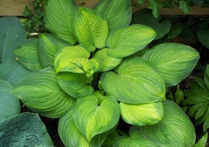  Funika/Hartlelie (Hosta 'Guacamole')
