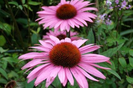  Zonnehoed (Echinacea Purpurea 'Augustkönigin')