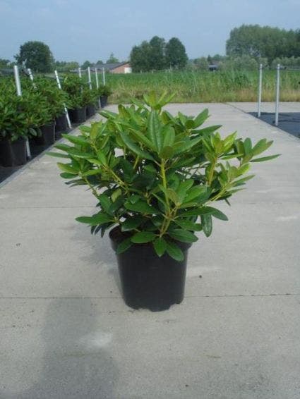  Rhododendron (Rhododendron Catawbiense 'Grandiflorum')