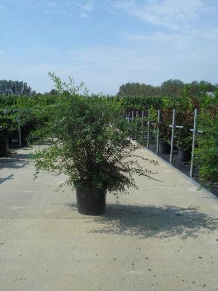  Spierstruik (Spiraea Cinerea 'Grefsheim')