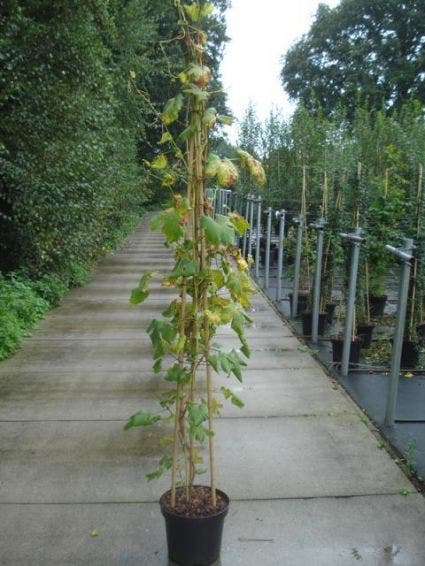  Witte Druif (Vitis 'Vroege Van Der Laan')