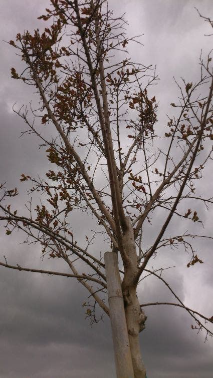 Roze Lagerstroemia Als Boom (Lagerstroemia Indica)