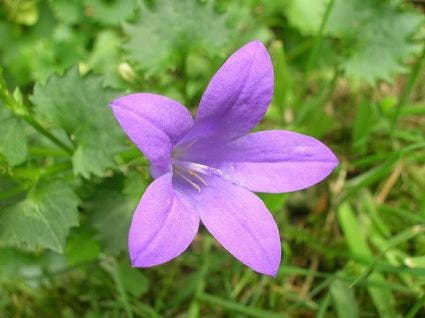  Klokje (Campanula Portenschlagiana)