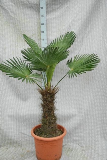  Winterharde Palm (Trachycarpus Wagnerianus)