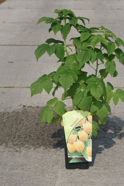  Framboos (Rubus Idaeus 'Fallgold')