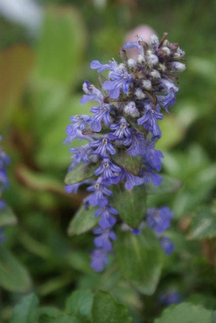  Zenegroen (Ajuga Reptans)