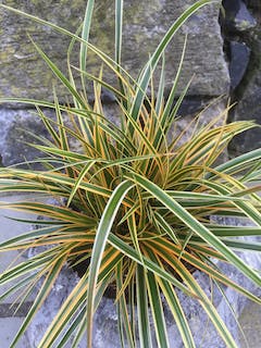  Zegge (Carex Morrowii 'Everglow')