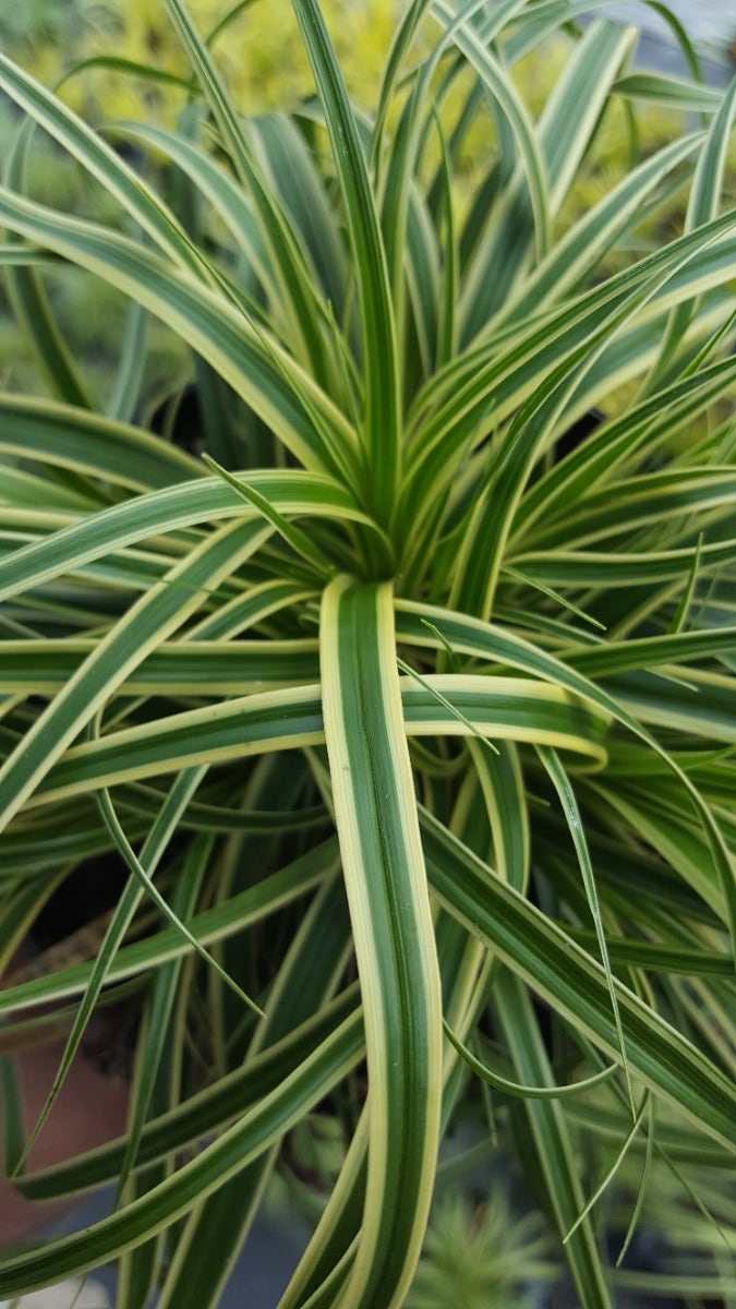  Zegge (Carex Evercream)
