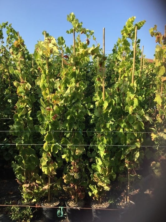  Druif (Vitis Vinifera 'Alphonse Lavalle')