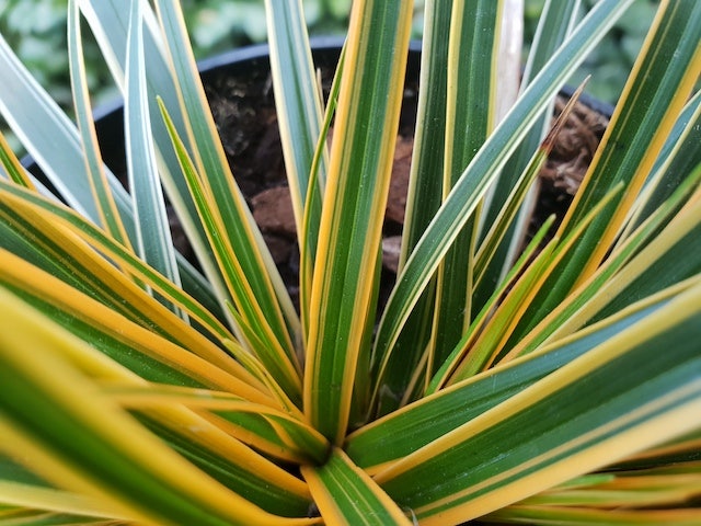  Zegge (Carex Morrowii 'Everglow')