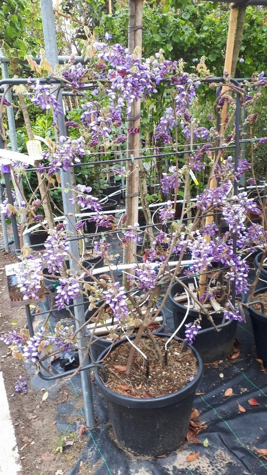  Blauwe Regen Als Leivorm (Wisteria Brachybotrys 'Yokohama Fuji')