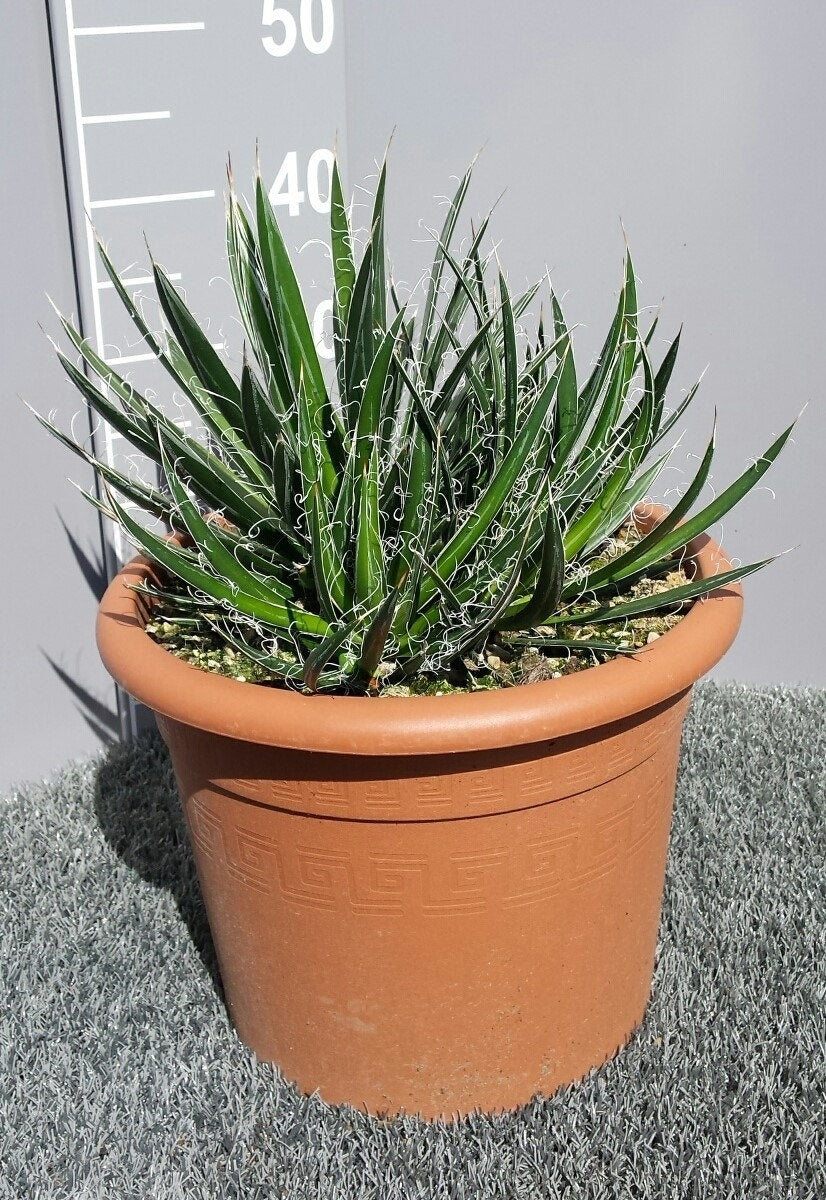  Winterharde Agave (Agave Shidigera)