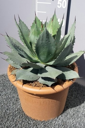  Winterharde Agave (Agave Ovalifolia)
