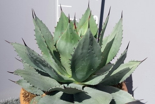  Winterharde Agave (Agave Ovalifolia)