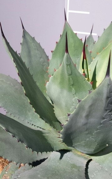  Winterharde Agave (Agave Ovalifolia)