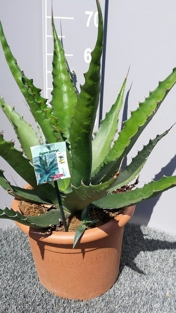  Winterharde Agave (Agave 'Gentryi Jaws')
