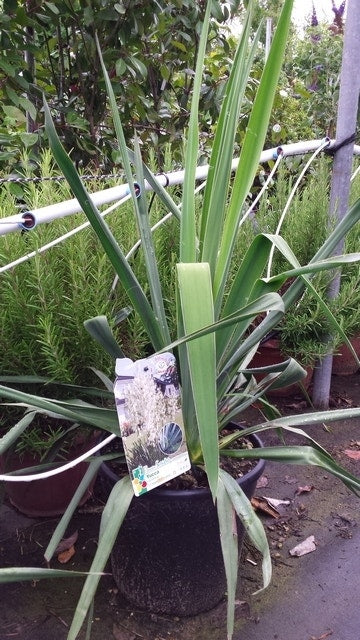  Palmlelie (Yucca Filamentosa)