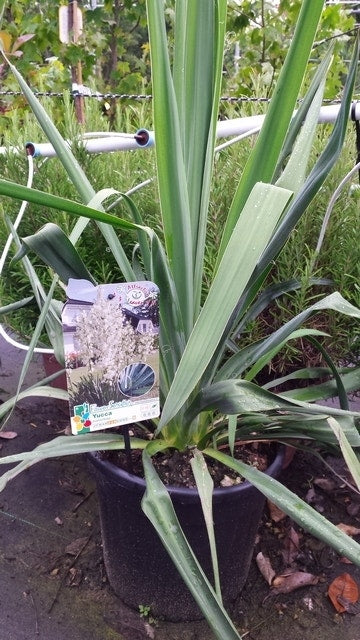  Palmlelie (Yucca Filamentosa)