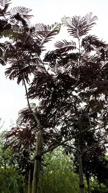  Perzische Slaapboom Als Boom (Albizia Julibrissin 'Summer Chocolate')