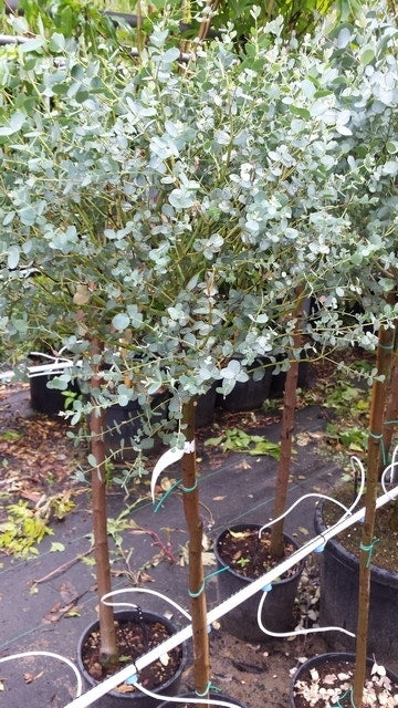  Eucalyptus Op Stam (Eucalyptus Gunnii)