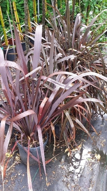  Nieuw Zeelands Vlas (Phormium Tenax 'Purpureum')