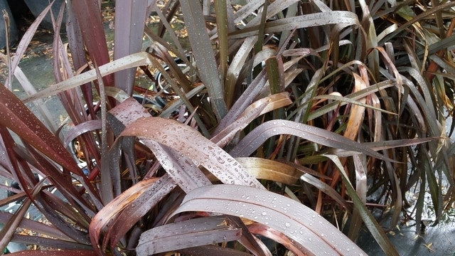  Nieuw Zeelands Vlas (Phormium Tenax 'Purpureum')