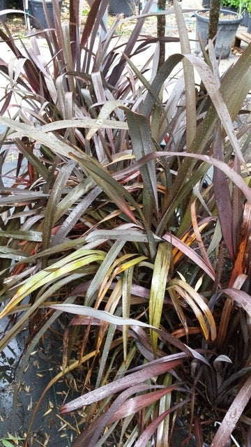  Nieuw Zeelands Vlas (Phormium Tenax 'Purpureum')