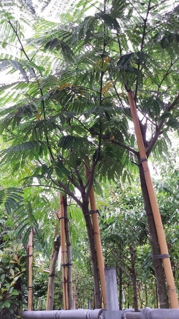  Perzische Slaapboom (Albizia Julibrissin)