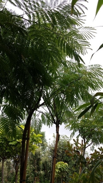  Perzische Slaapboom (Albizia Julibrissin)