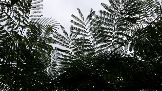  Perzische Slaapboom (Albizia Julibrissin)