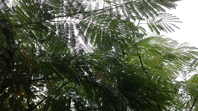  Perzische Slaapboom (Albizia Julibrissin 'Ombrella')