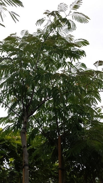  Perzische Slaapboom (Albizia Julibrissin 'Ombrella')